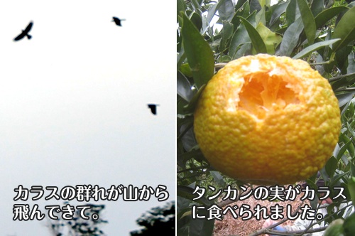 nagamine140123b.jpg
