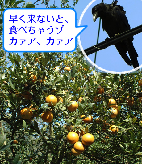 tankankarasu01.jpg